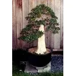Bonsai di ulivo grande