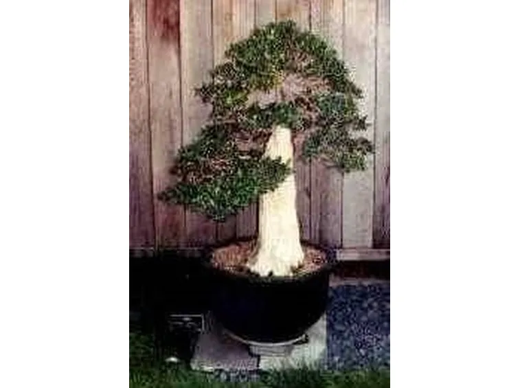 Bonsai di ulivo grande