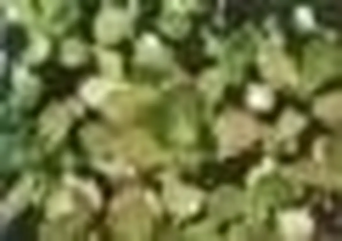 Foglie di crassula