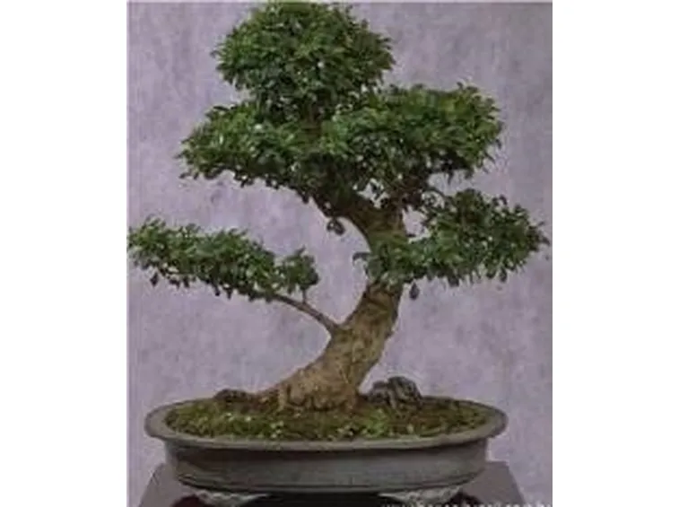 Bonsai di carmona