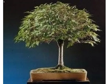 zelkova