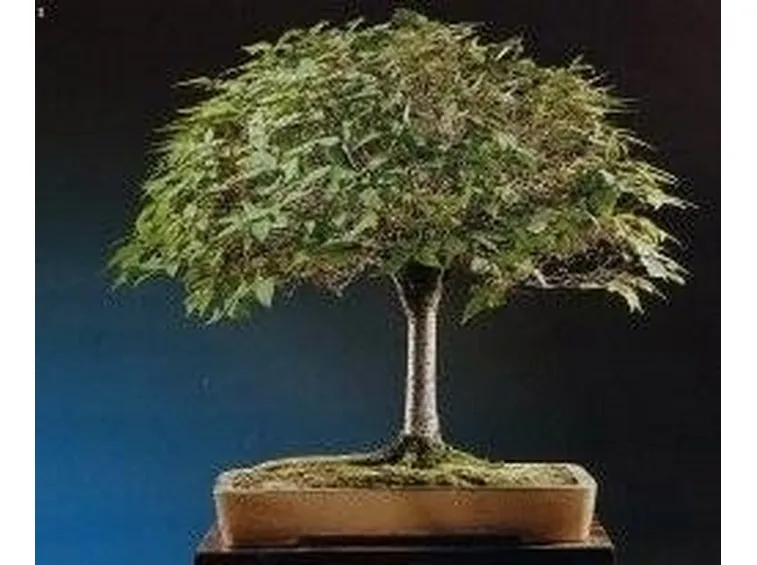 zelkova