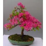 Azalea