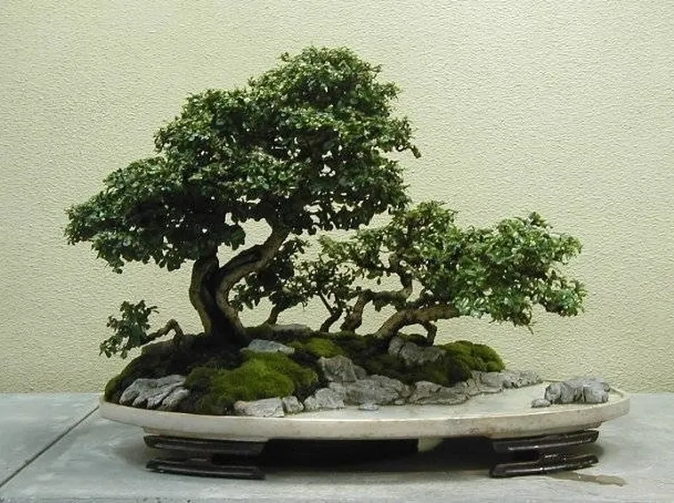 Bonsai di Carmona