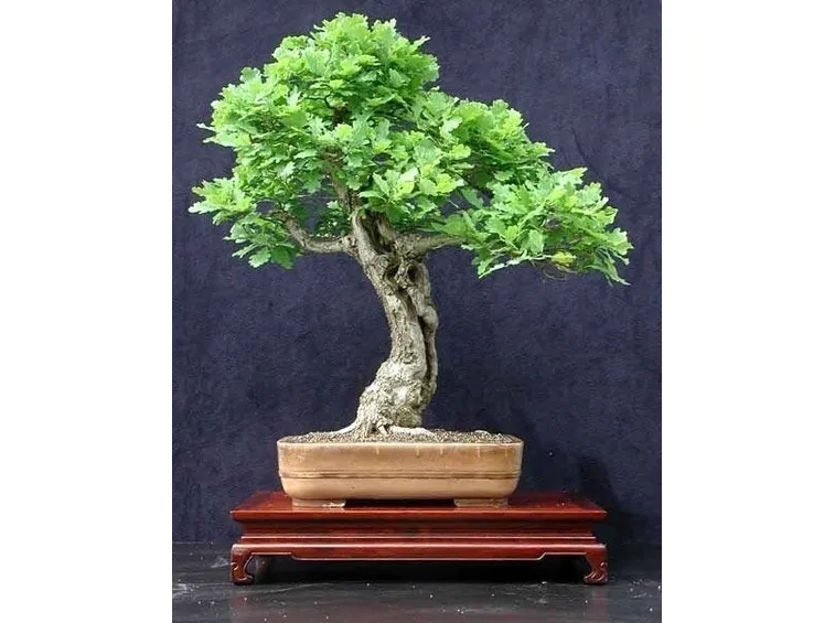quercia