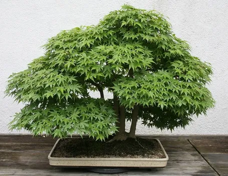 bonsai di quercia