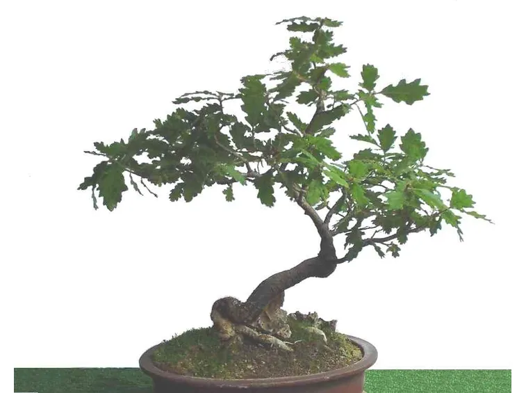 bonsai di quercia