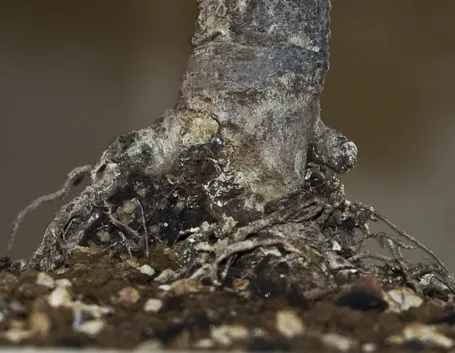 Bonsai