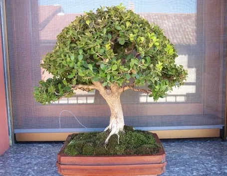 Bosso bonsai