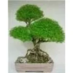 Serissa