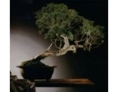 Bonsai di cipresso