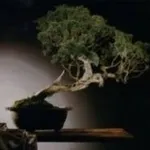 Bonsai di cipresso