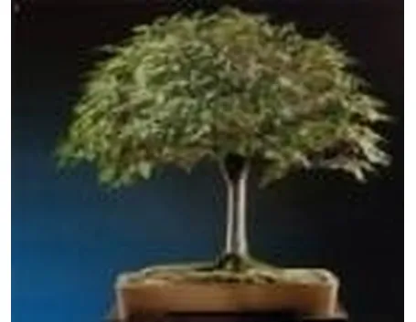 Zelkova