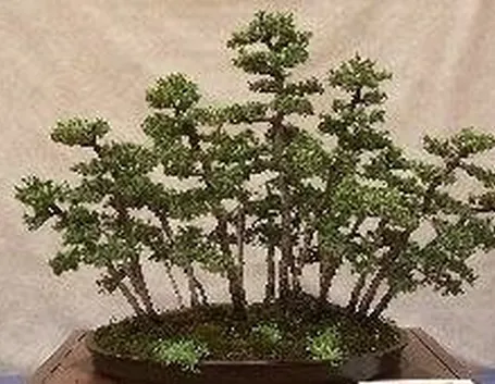 Conifere bonsai