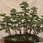 Conifere bonsai
