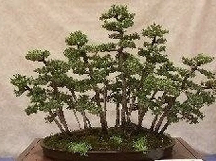 Conifere bonsai