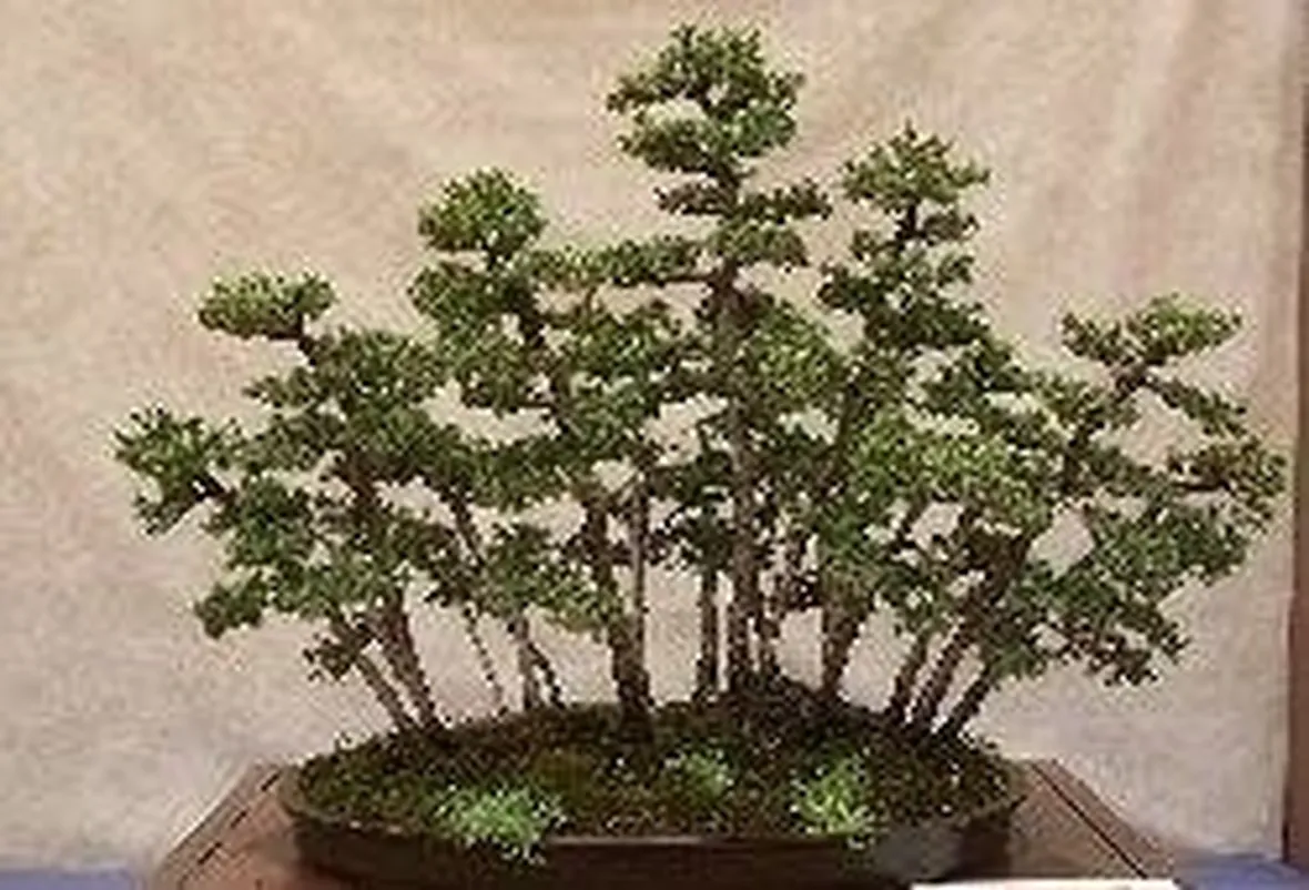 Conifere bonsai