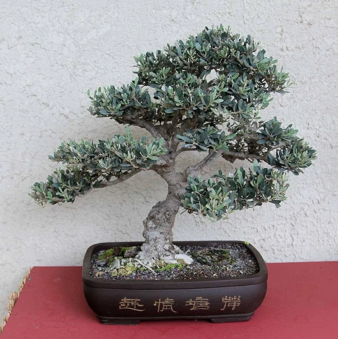 ulivo bonsai