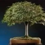 zelkova