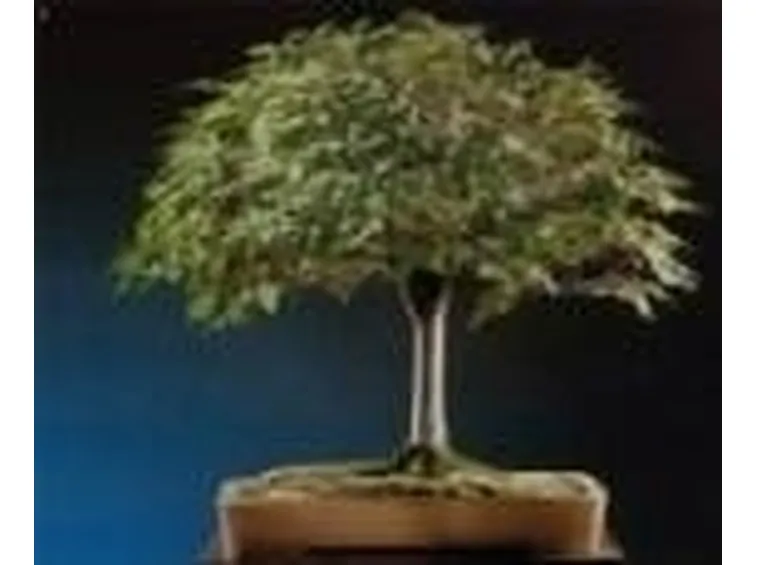 zelkova