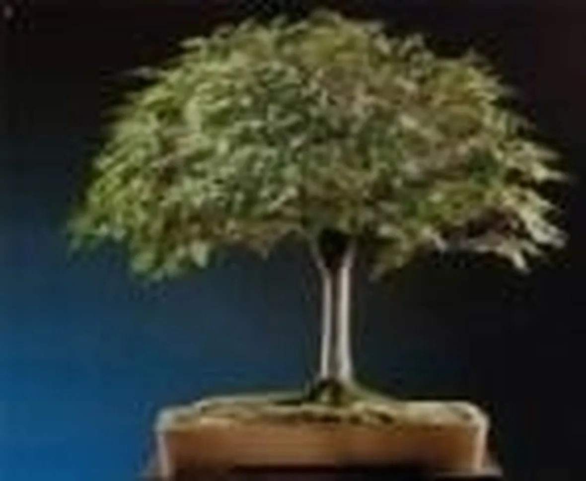 zelkova