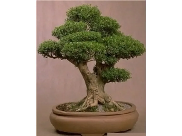 bonsai