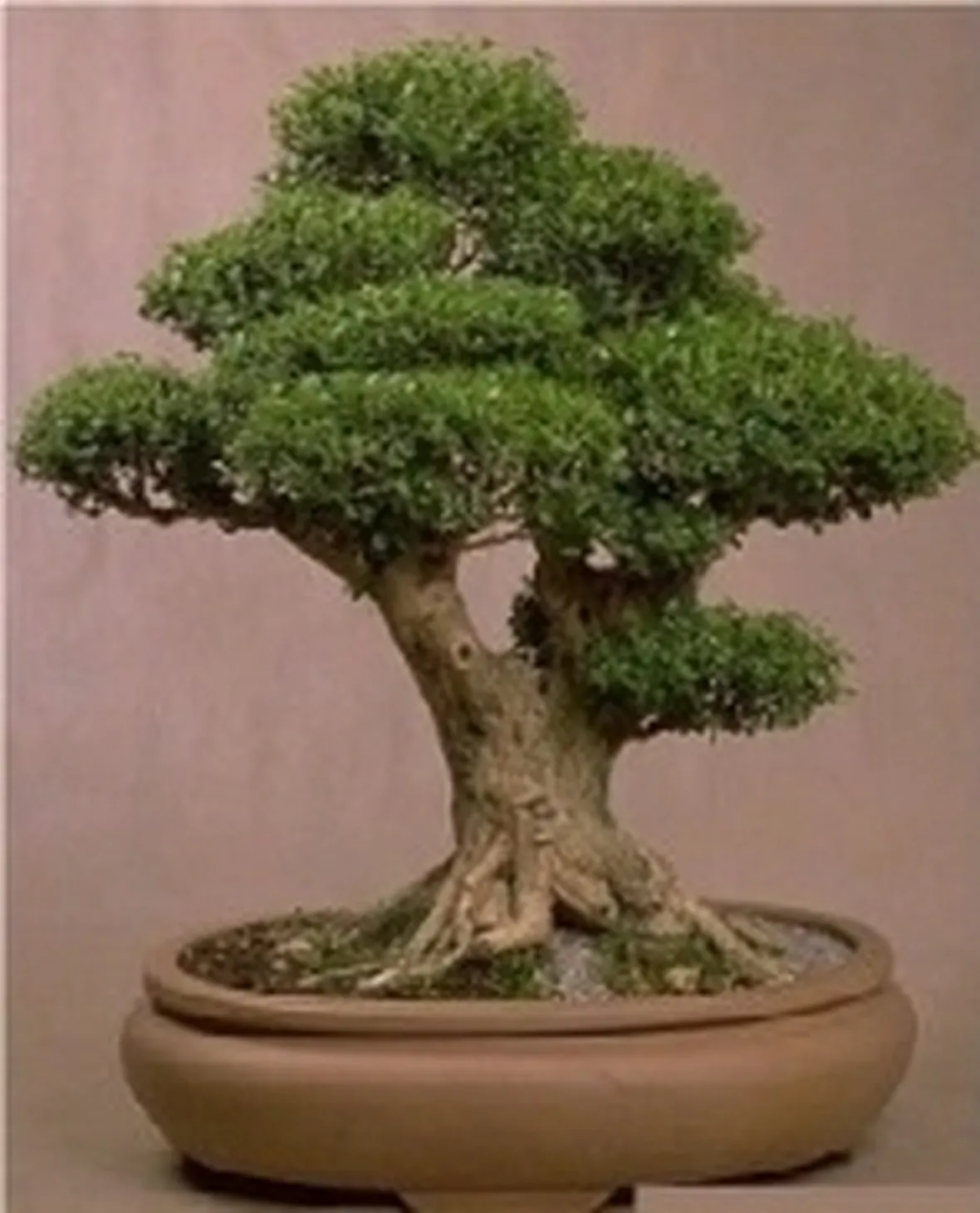 bonsai