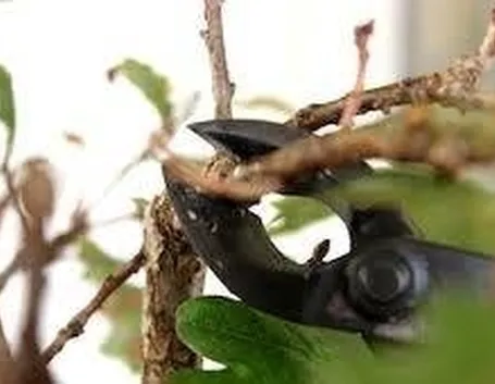 Lavori del mese bonsai