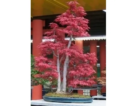 Acero bonsai