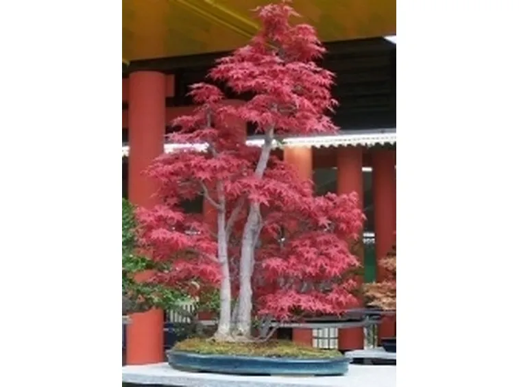 Acero bonsai