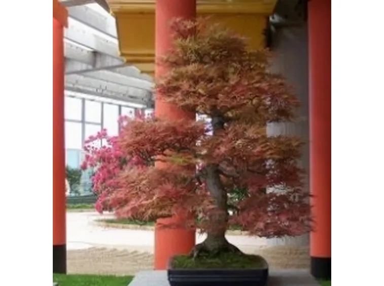 Acero bonsai da esterno