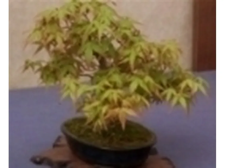 Acero bonsai da interno