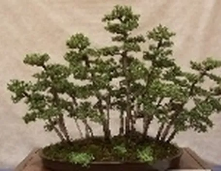 Bonsai di conifere