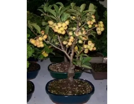 bonsai da frutto