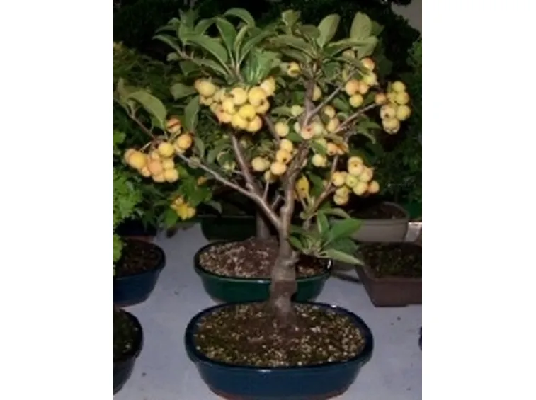 bonsai da frutto