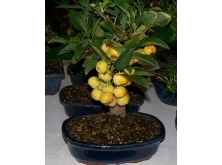 bonsai da frutto