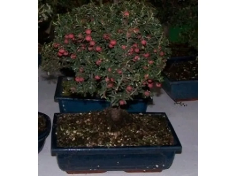 bonsai da frutto
