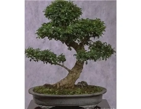 Carmona