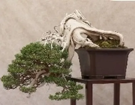 bonsai