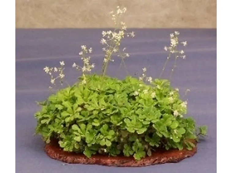 bonsai