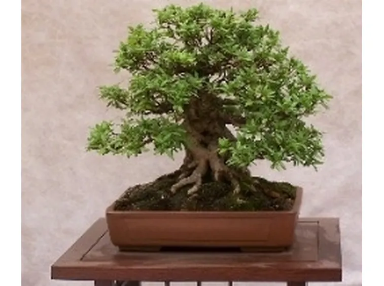 bonsai