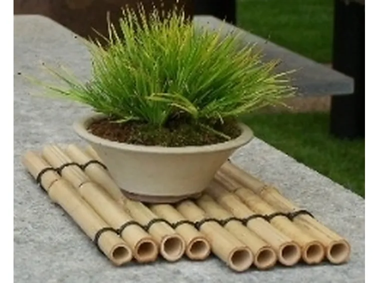 bonsai