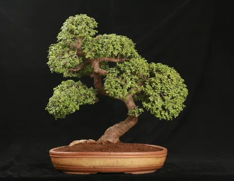 bonsai