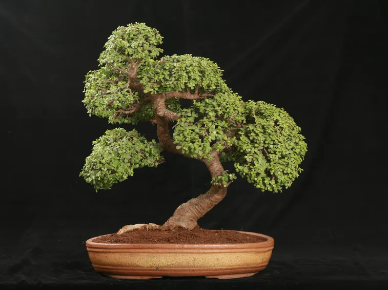 bonsai