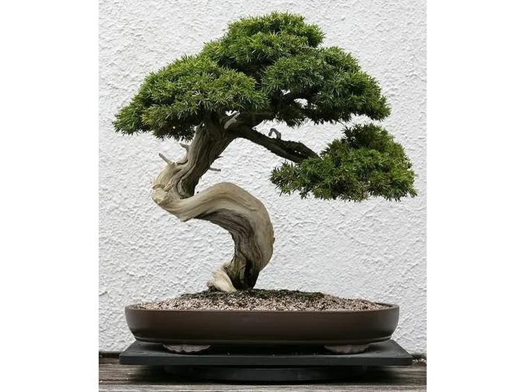 bonsai