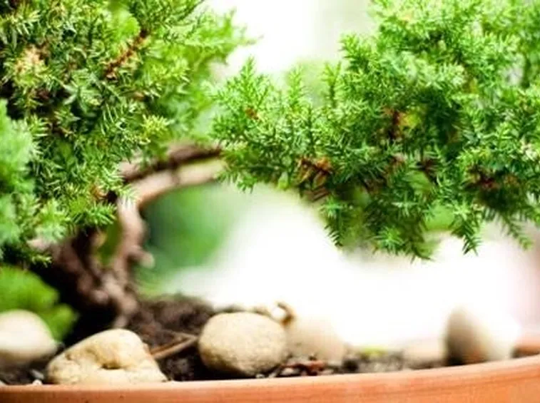 bonsai