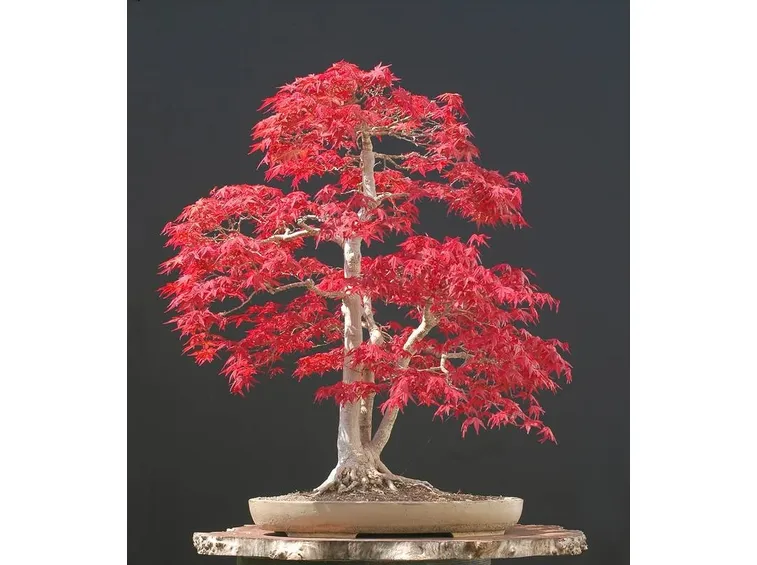 bonsai