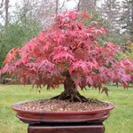 Bonsai acero rosso