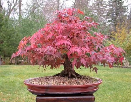 bonsai acero