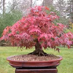 bonsai acero
